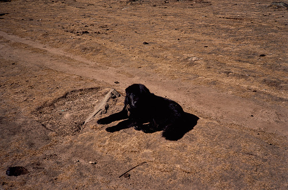 Tray 2-110