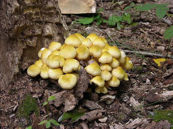 DSCN0001