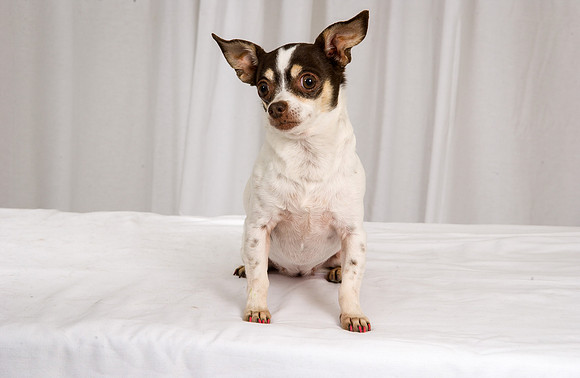 Mitzi 01