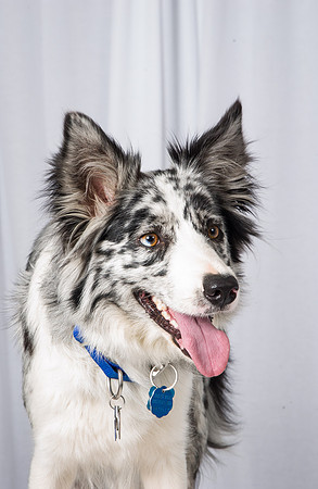 Frisbee Dogs 10