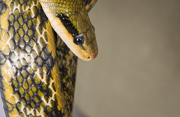 Snake 13