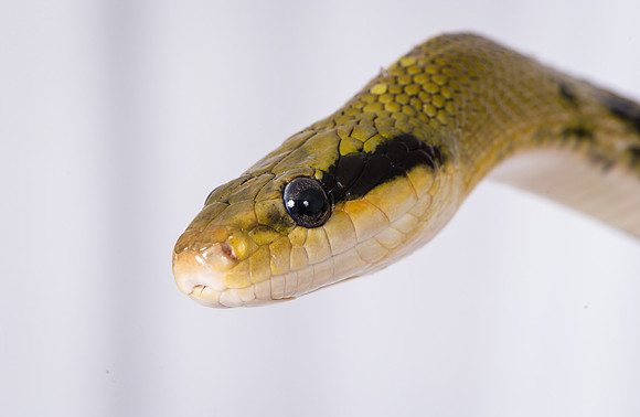 Snake 17