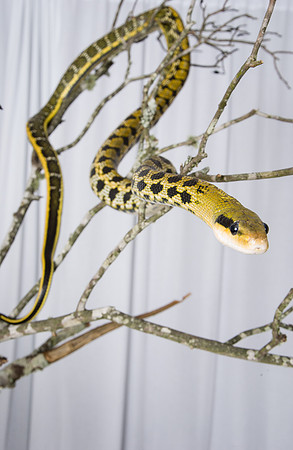 Snake 29