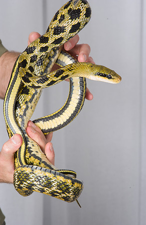 Snake 19