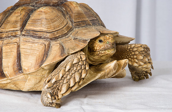 Turtle 01