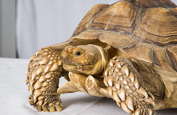 Turtle 03