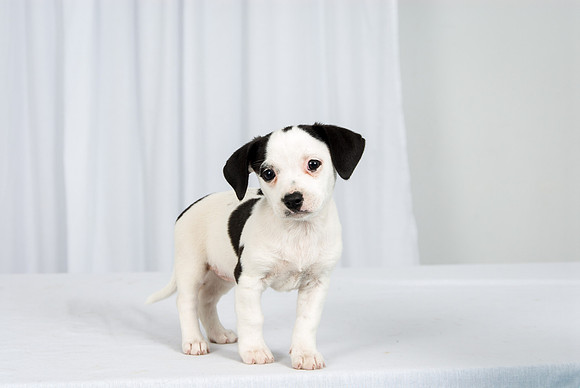 Puppies first picture-001