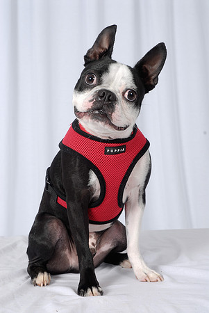Bugsy 08