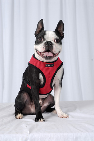 Bugsy 10