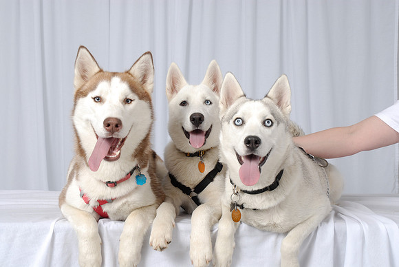 Three Huskies 01