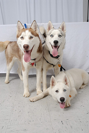 Three Huskies 04