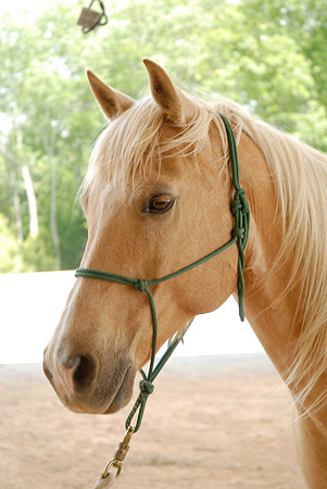 Tiger The Horse 02