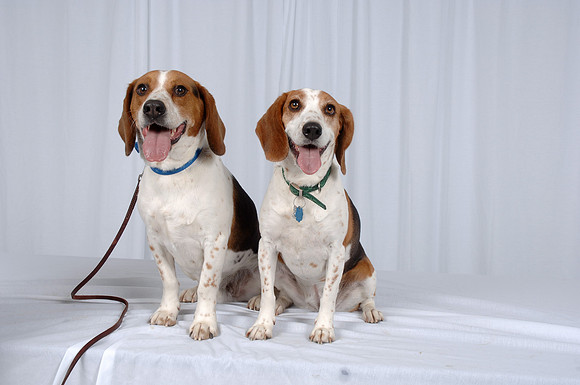 Gracie & Buster07