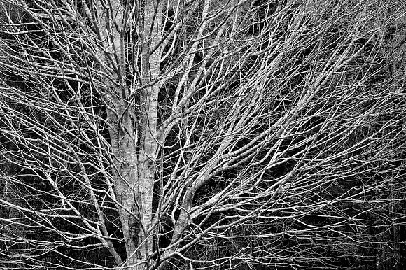The Last Leaf