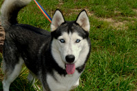 Shelter Dogs I Have Known