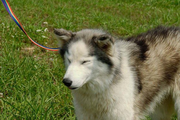 2011-07-04--B246-D