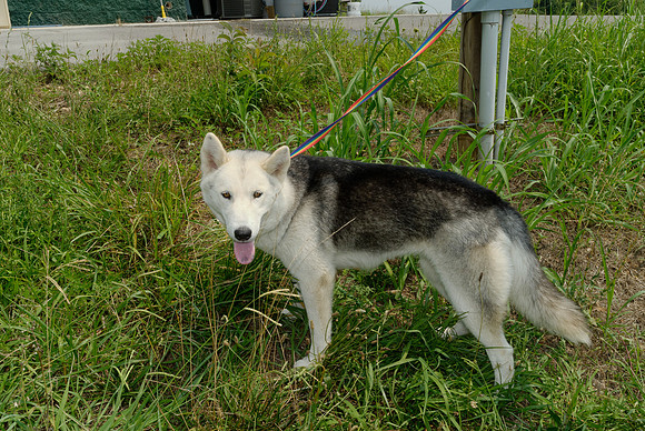 2011-07-04--R258-L