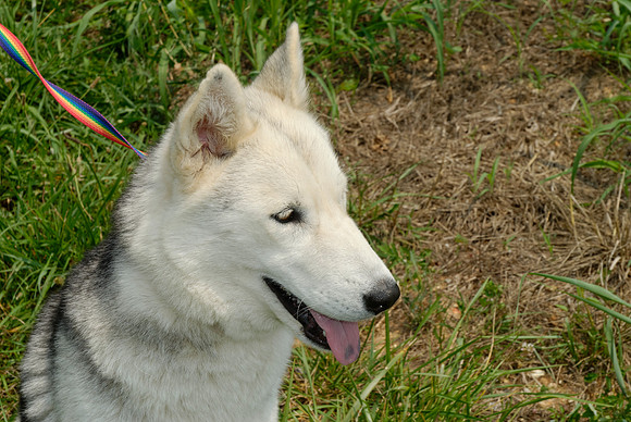 2011-07-04--R258-D