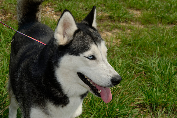 2011-07-04--R117-D