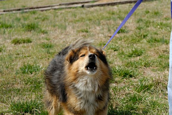 2011-03-22--R220-D