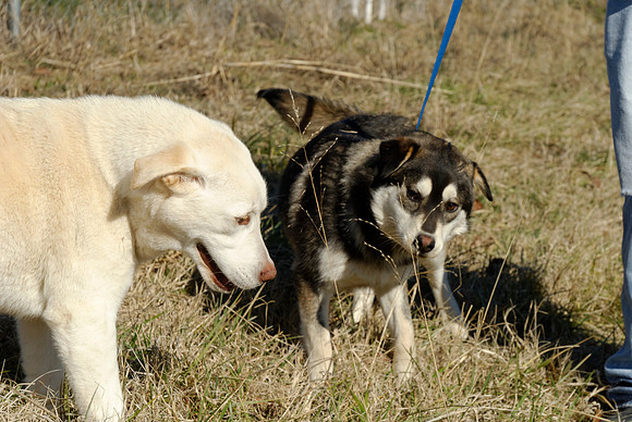 2011-02-08-B16-N