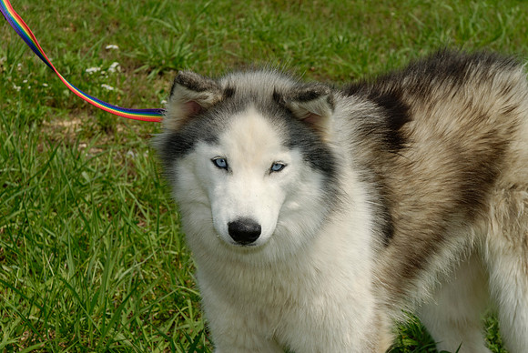 2011-07-04--B246-B